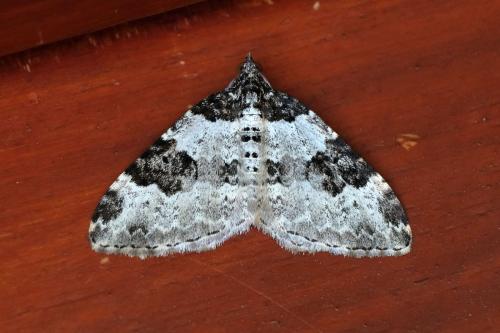 Xanthorhoe fluctuata